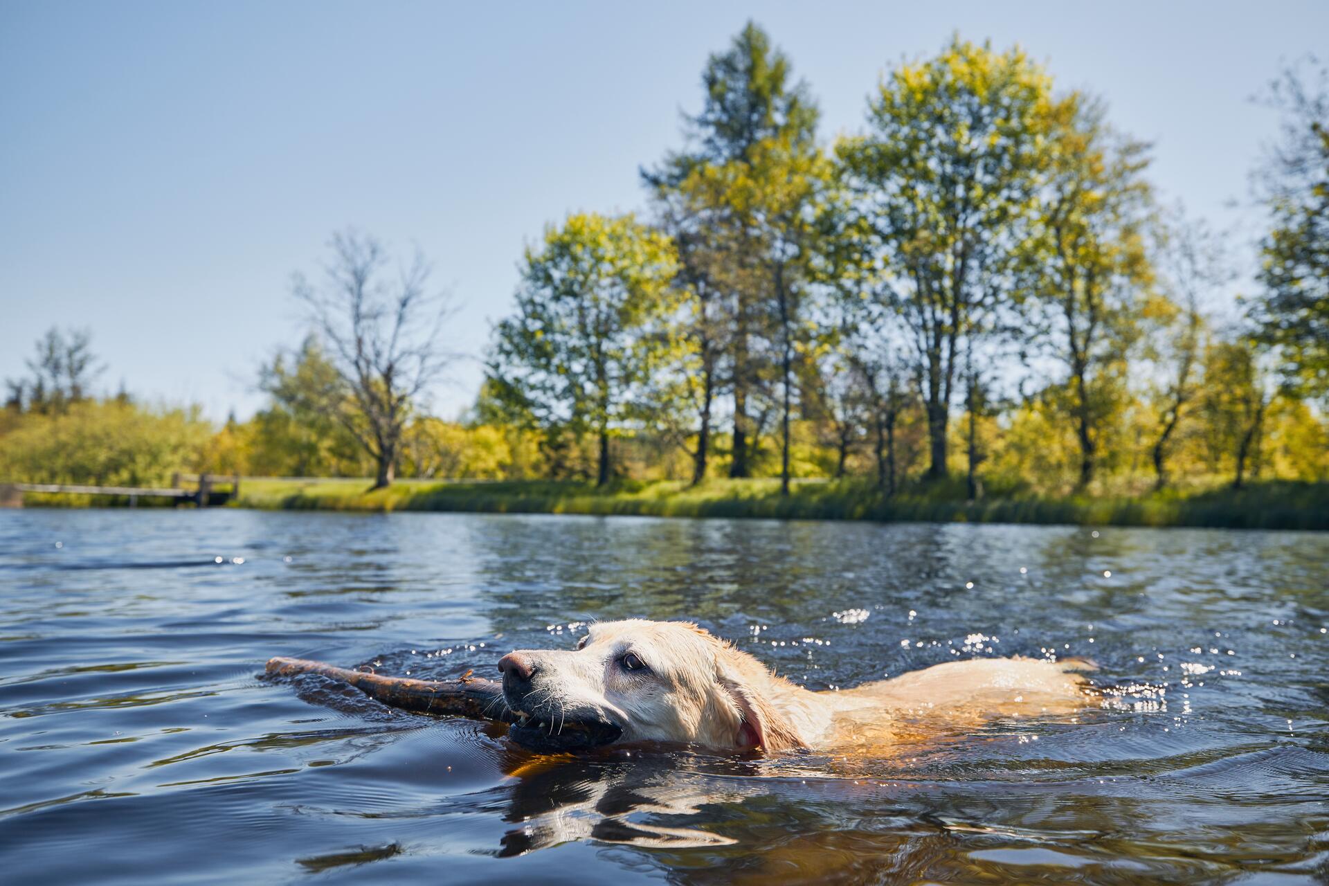 A dog swimming in a lake with a piece of wood in its mouth