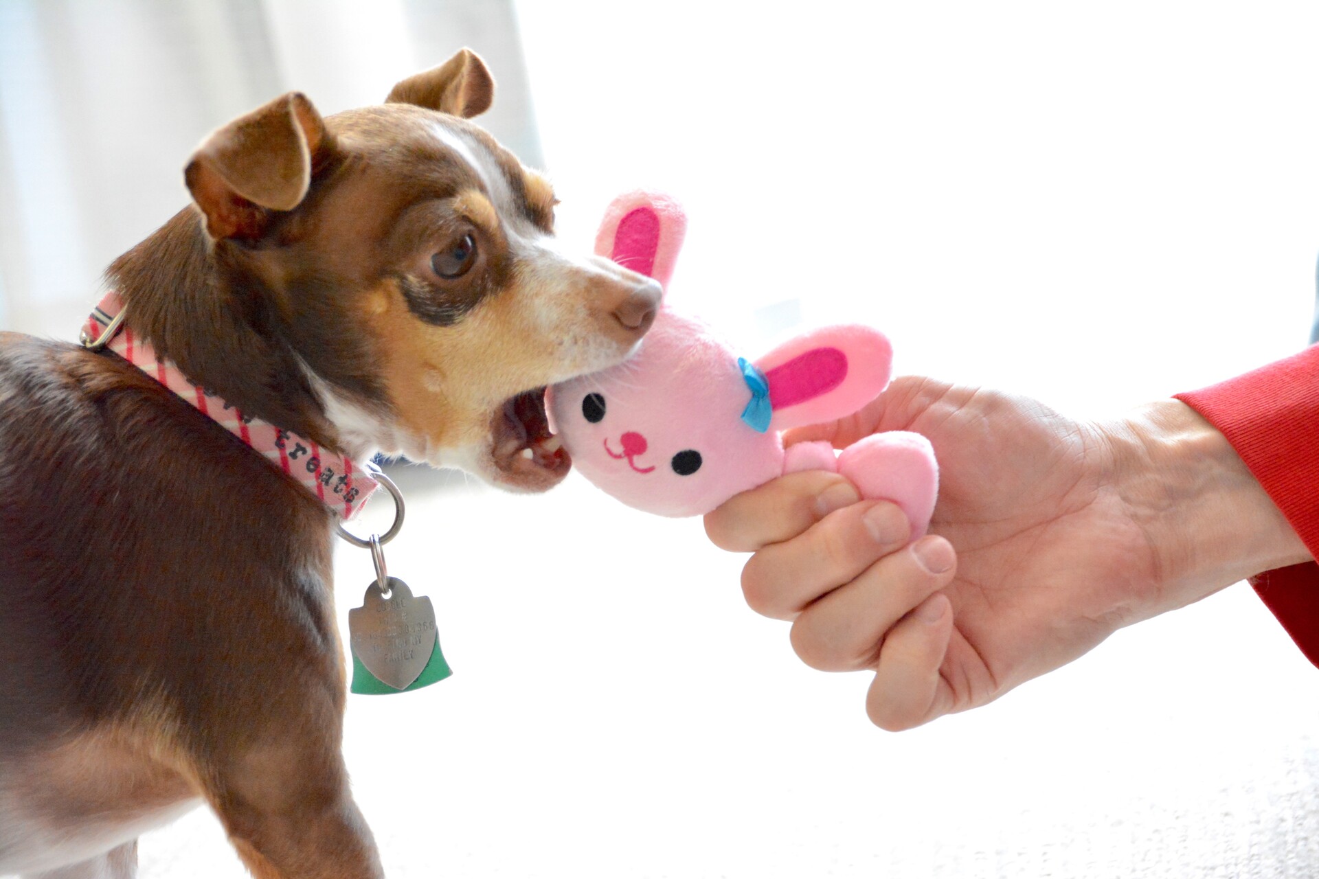 A puppy fighting to hold on to a toy