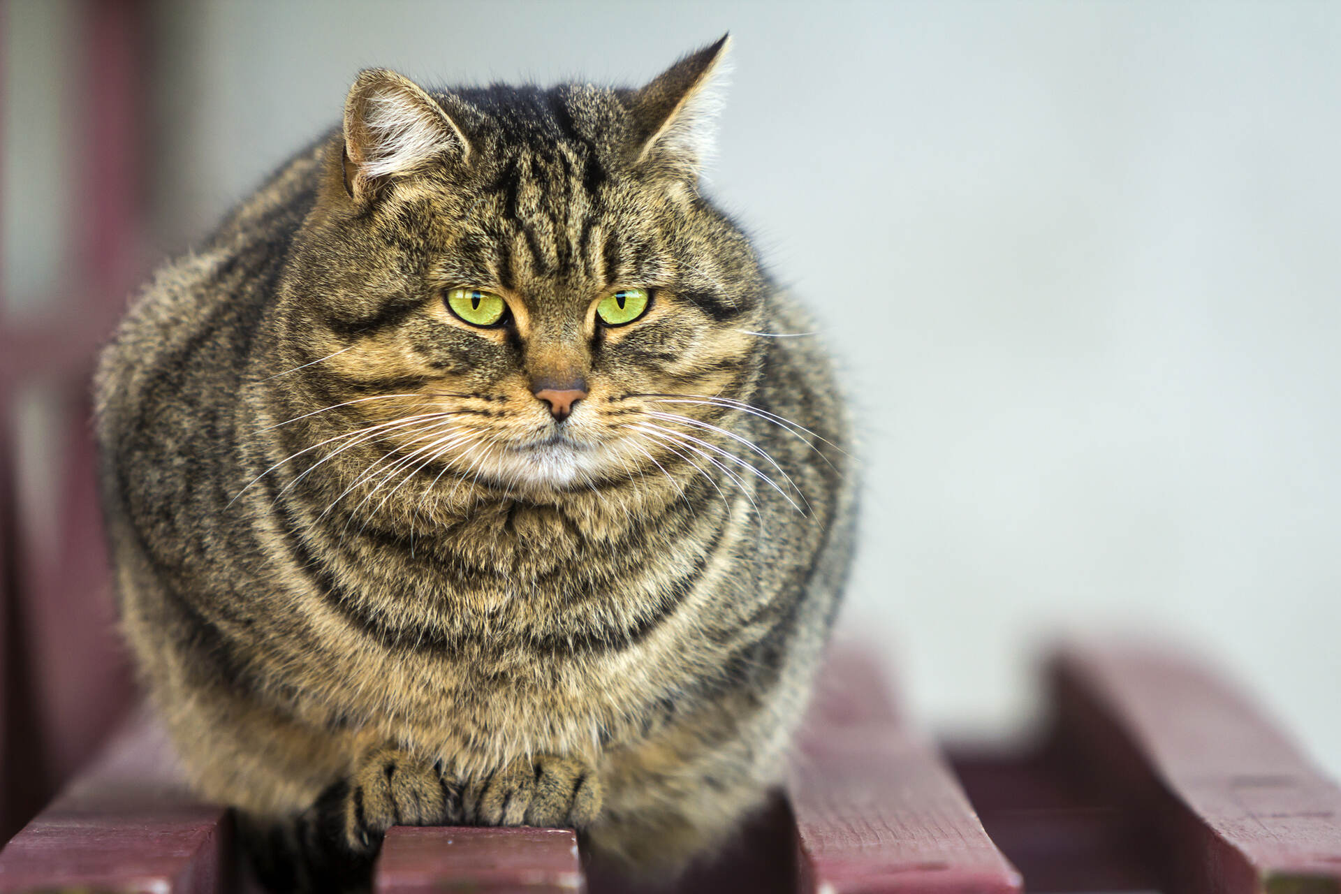 An overweight cat sitting on a wooden floor