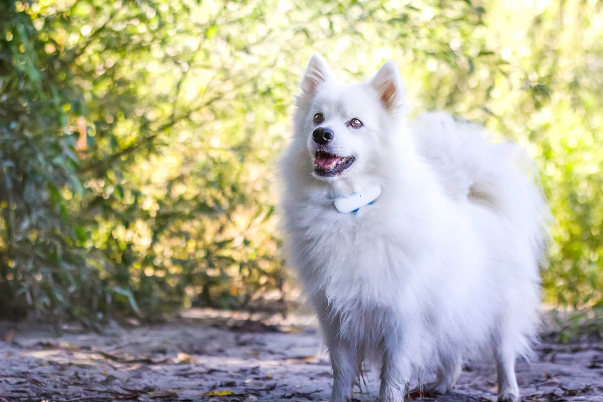 Samoyed mit Dog 4 Tracker