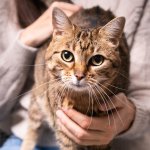 A cat sitting on a woman's lap