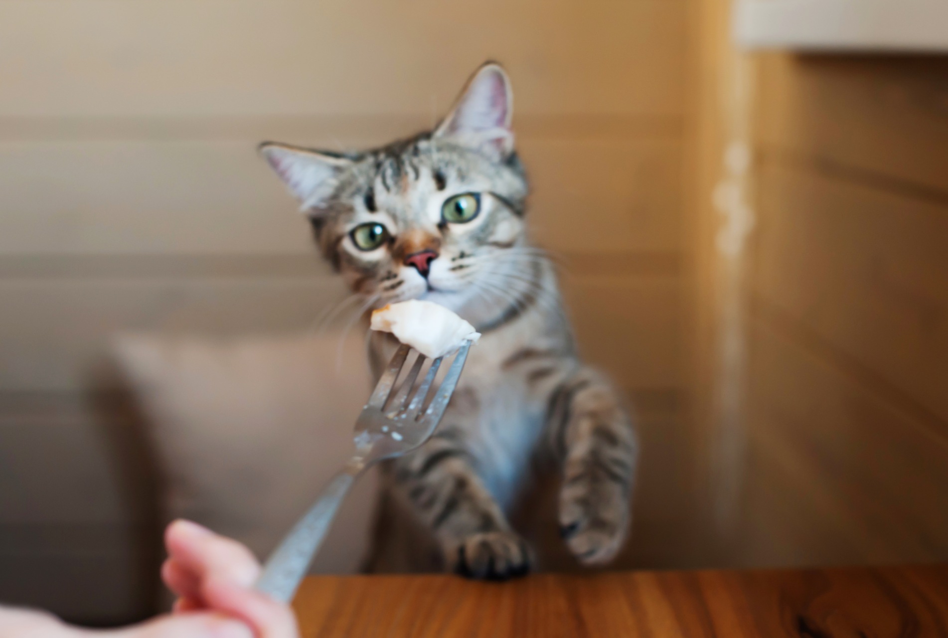 A cat eating a bit of meat off a fork