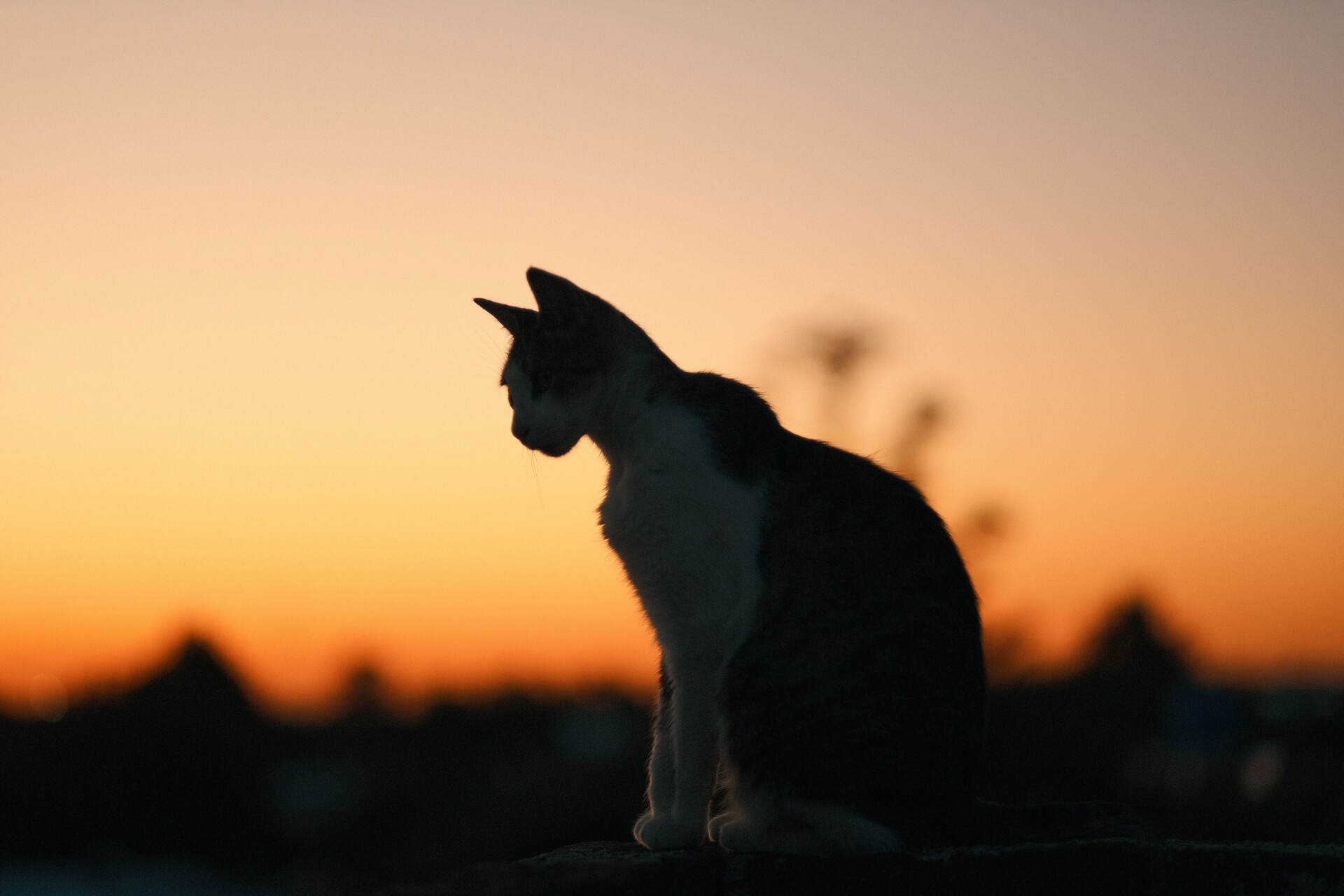 A cat sitting outdoors during sunset