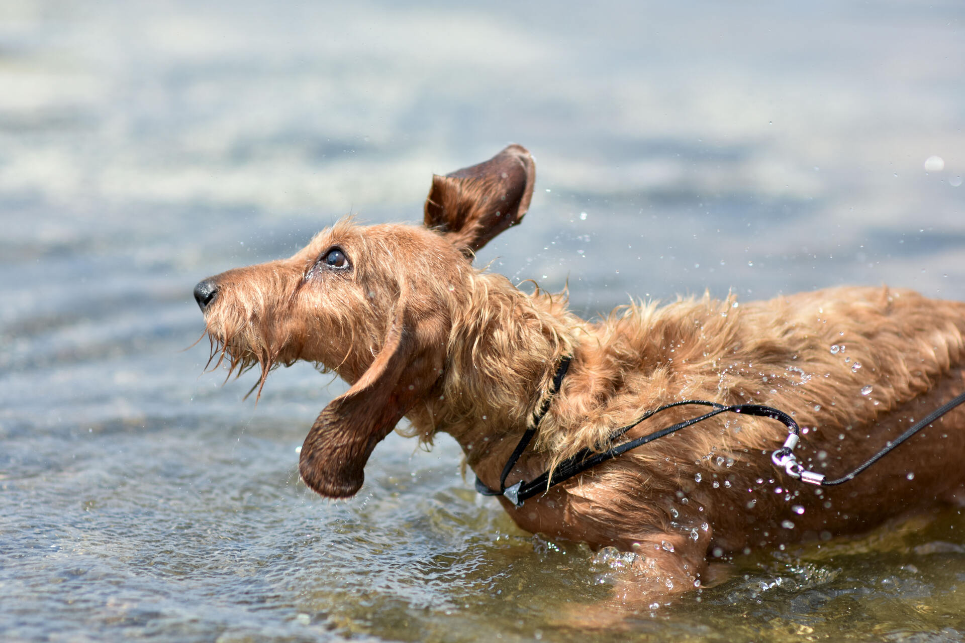 A Dachshund swimming in a shallow body of water