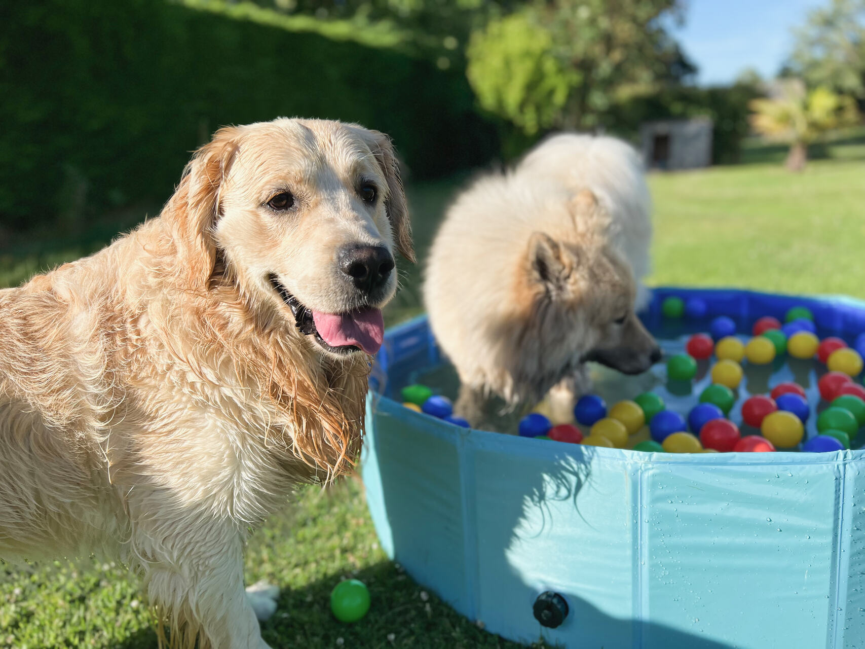 A pair of dogs playing in a kiddie pool filled with plastic balls