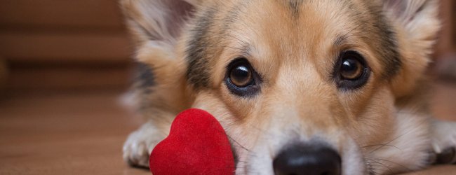 Ein Hund liegt am Boden mit kleinem Plüschherz neben sich