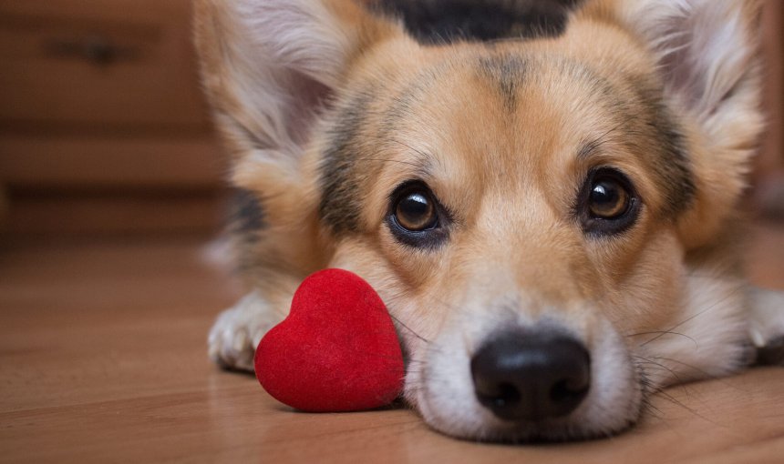 Ein Hund liegt am Boden mit kleinem Plüschherz neben sich