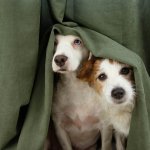 A pair of dogs hiding behind a curtain