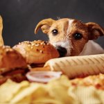 A dog sniffing at food on a table