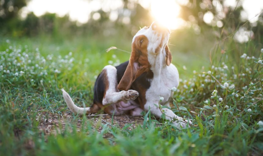 A dog scratching itself in a sunny grassy area