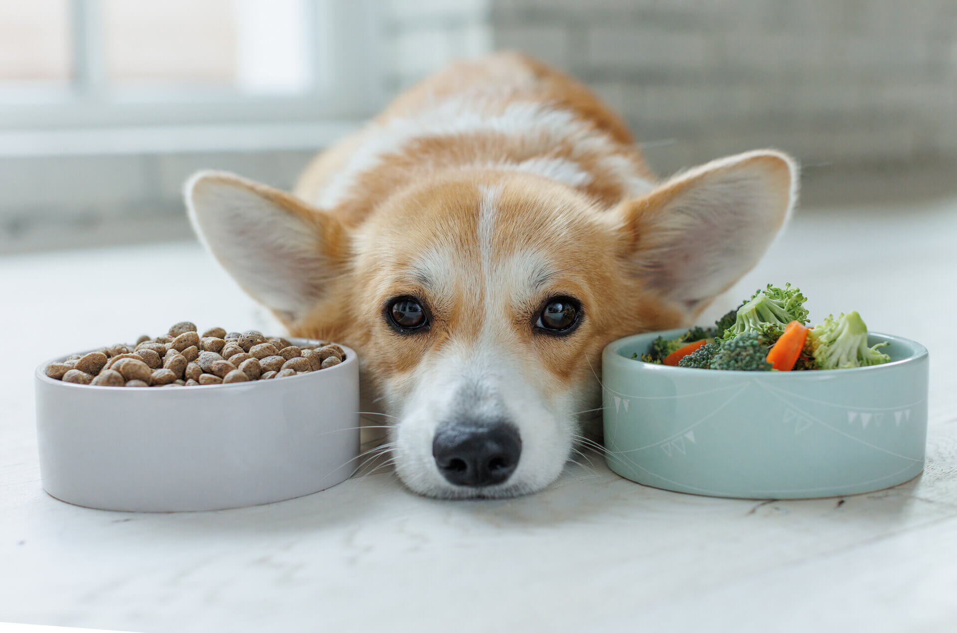 A dog sitting between two bowls of food