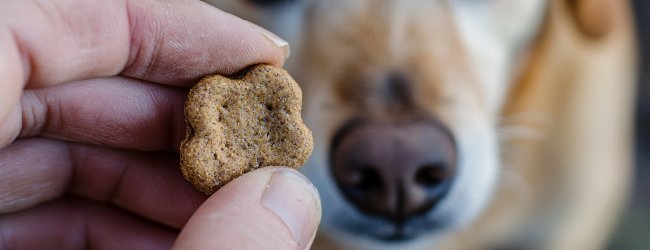 A man offering a treat to a dog