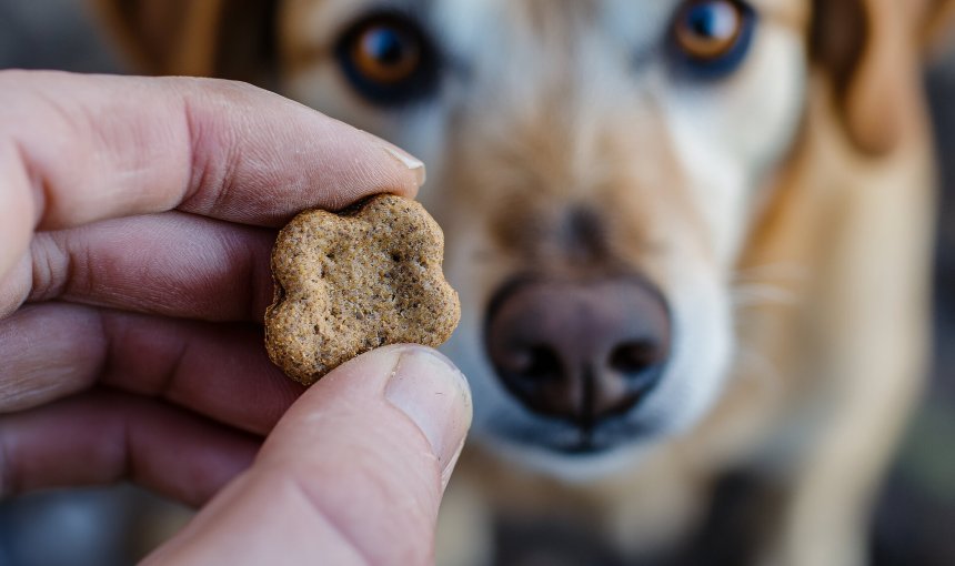 A man offering a treat to a dog