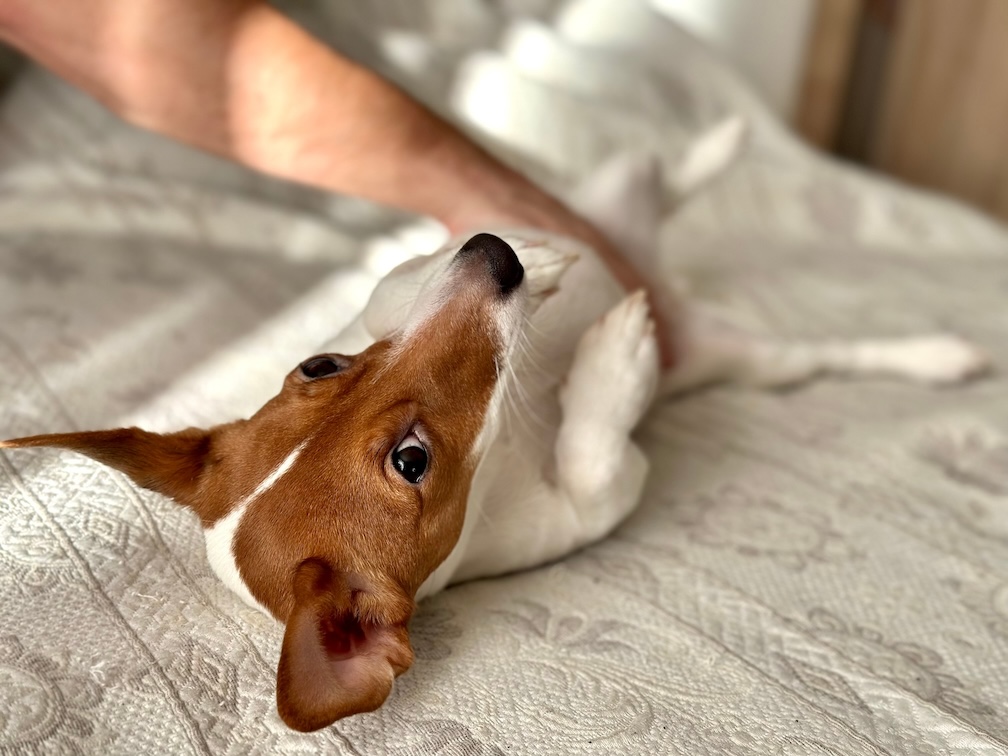 Besitzer legt Hand auf den Bauch seines kleinen Hundes