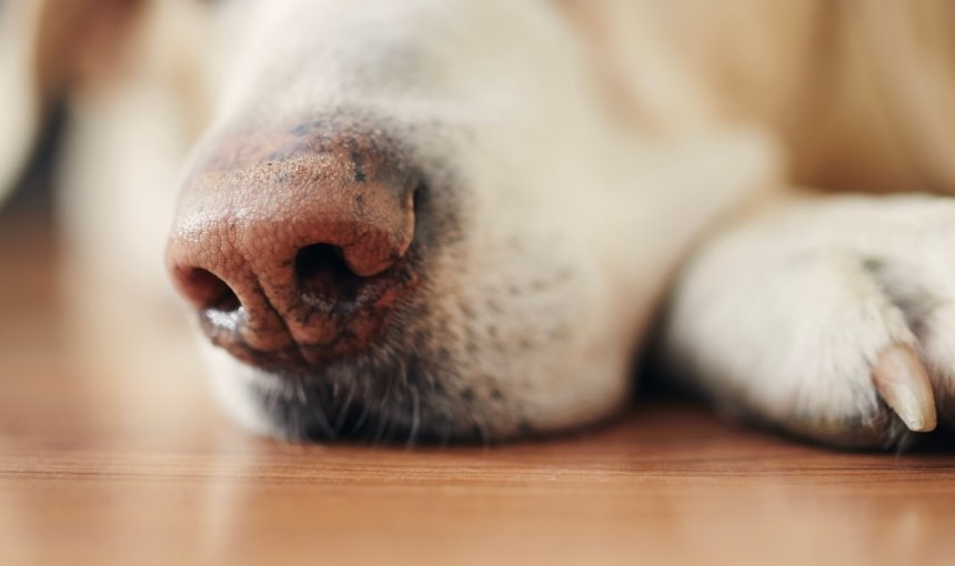 Nahaufnahme von Schnauze eines Labradors