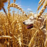 A dog in a cornfield