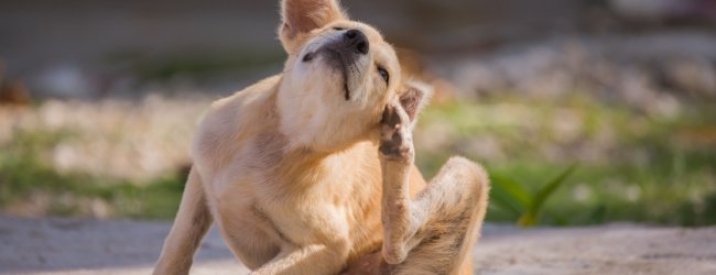 Heller Hund kratzt sich draußen am Ohr