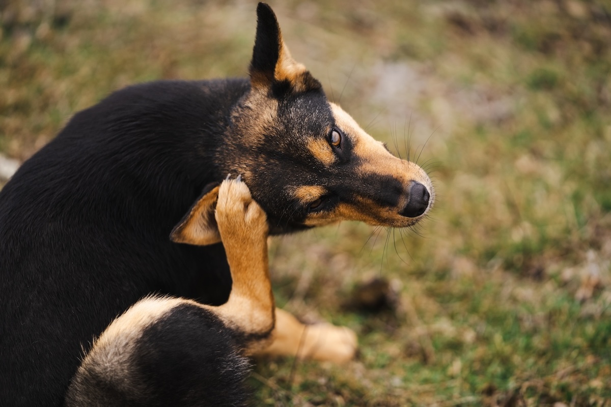 Braun-schwarzer Hund kratzt sich am Ohr