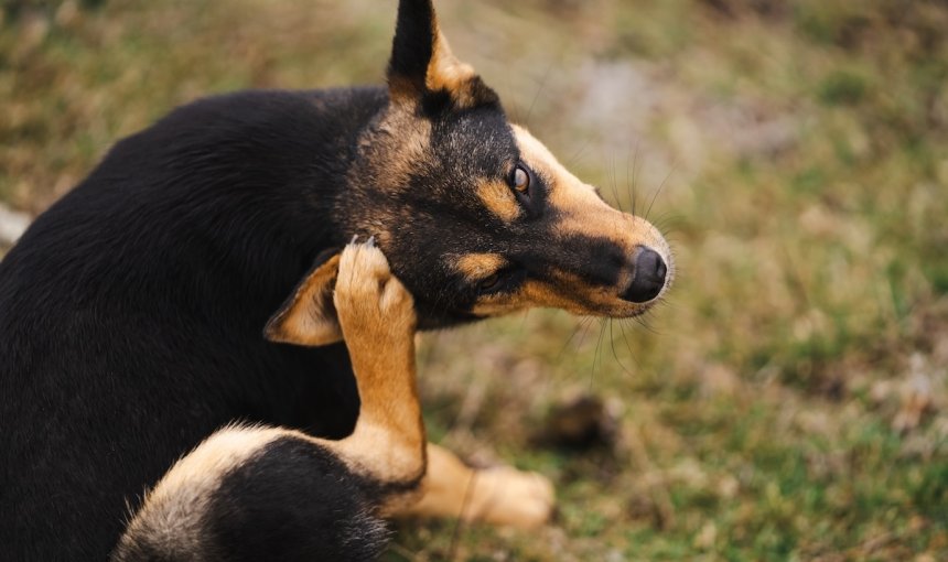 Hund kratzt sich am Ohr