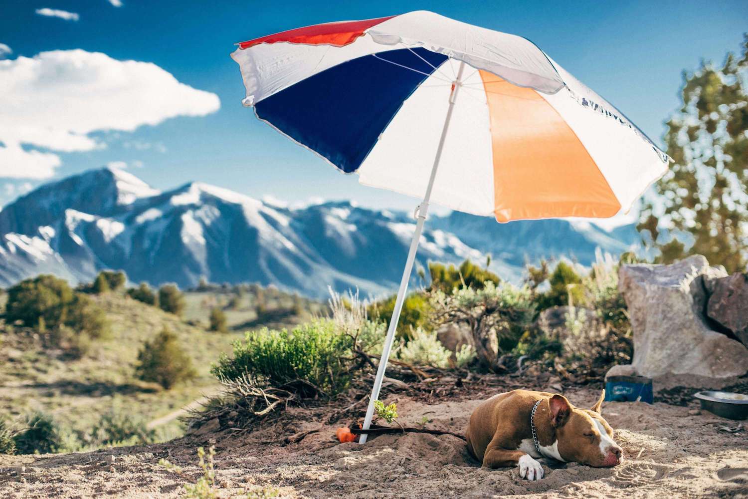 Hund liegt unter einem Sonnenschirm im Gebirge