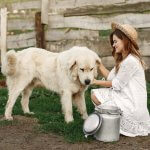 A dog sniffing a pail of milk by a woman