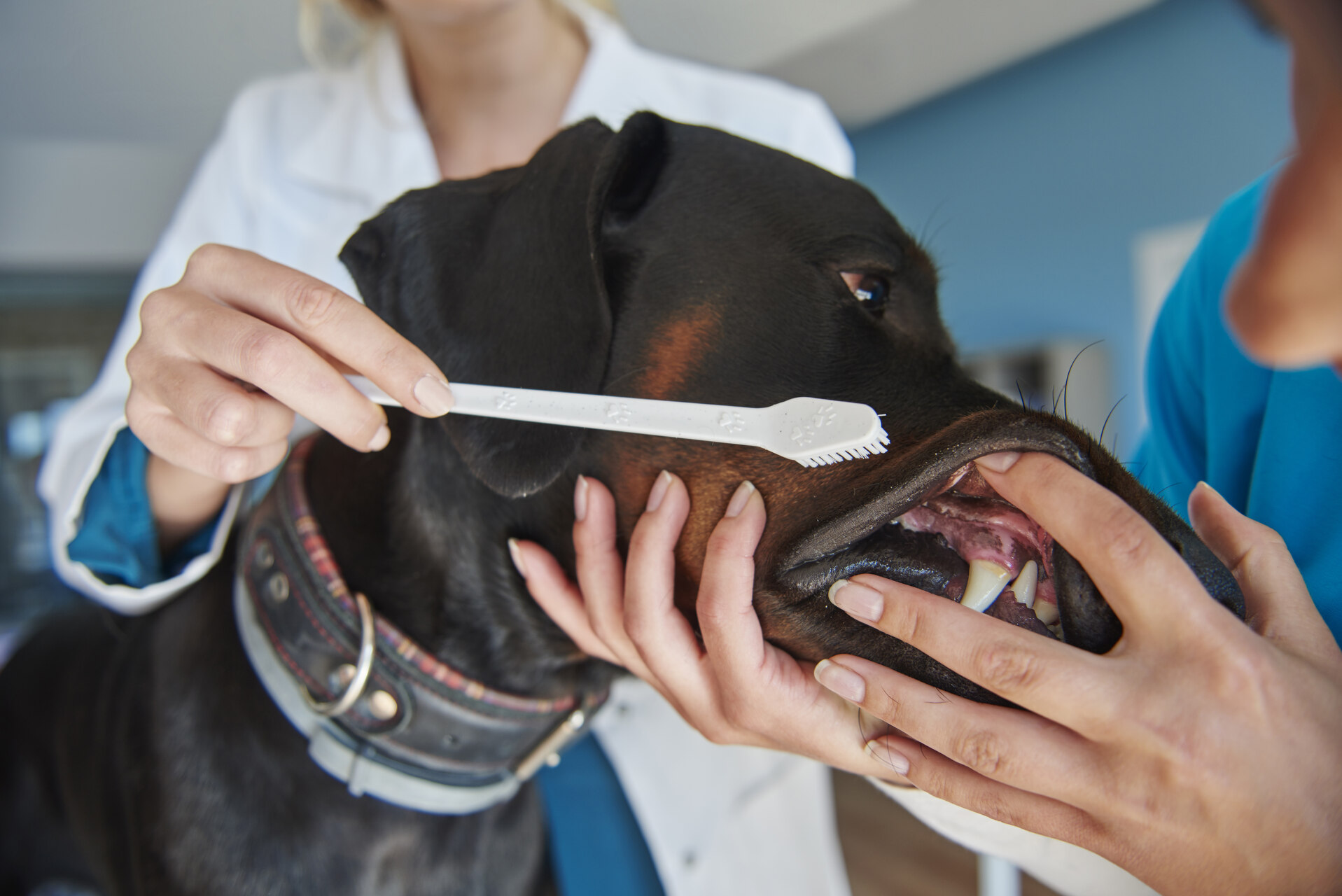 A vet cleaning out a dog's teeth at her clinic