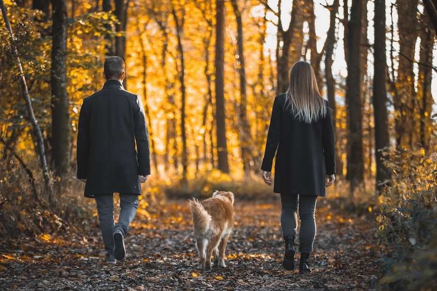 Ein Mann und eine Frau gehen mit einem Golden Retriever im Wald spazieren