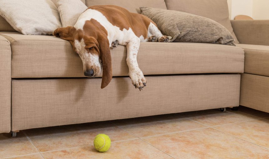 A dog lying on a couch with a tennis ball on the floor