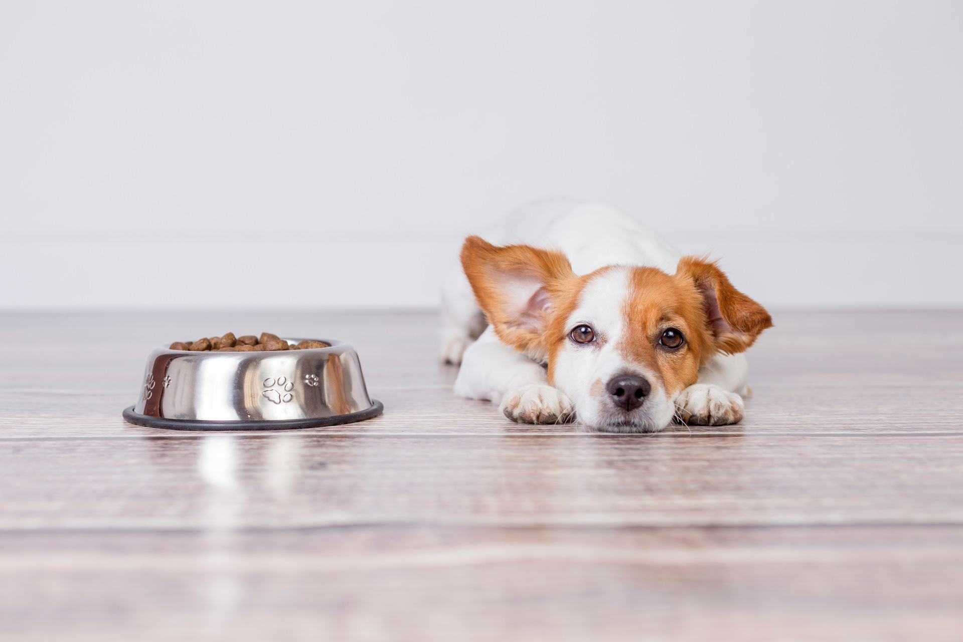 A dog sitting next to a food bowl full of kibble