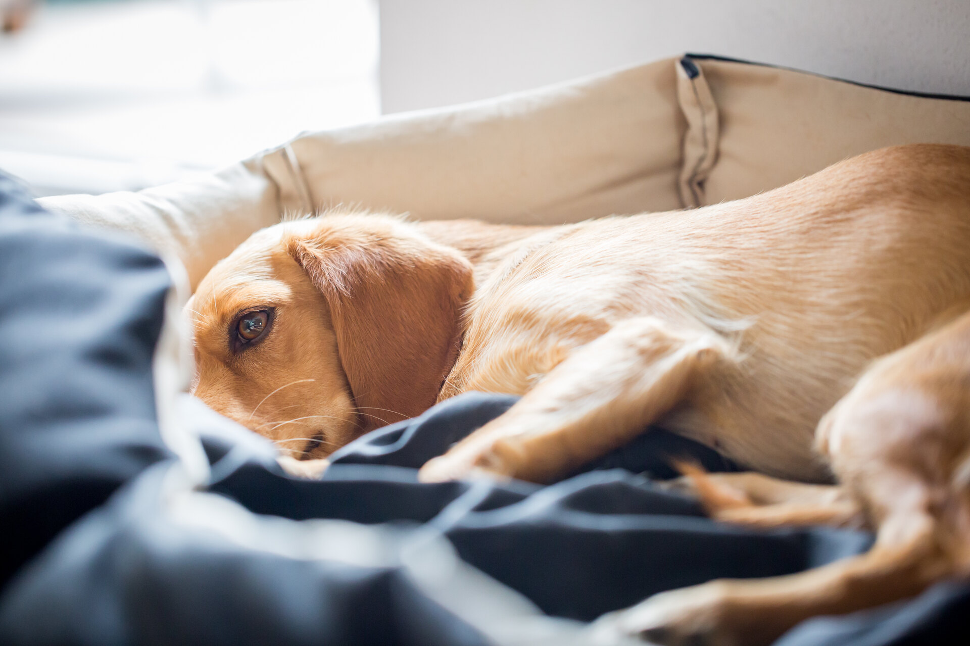 A sick dog lying in bed unable to sleep