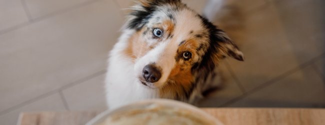 A hungry dog looking up at an empty food bowl