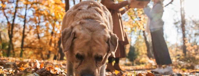 A dog sniffing around the ground in a forest