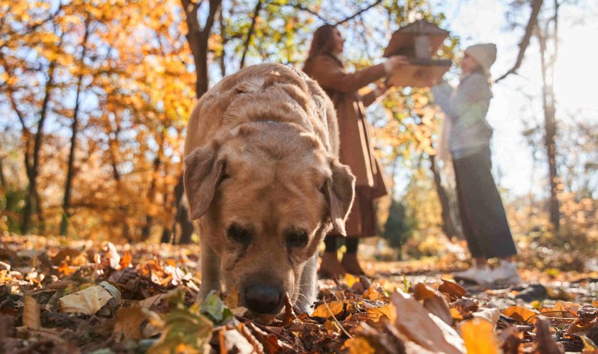 A dog sniffing around the ground in a forest