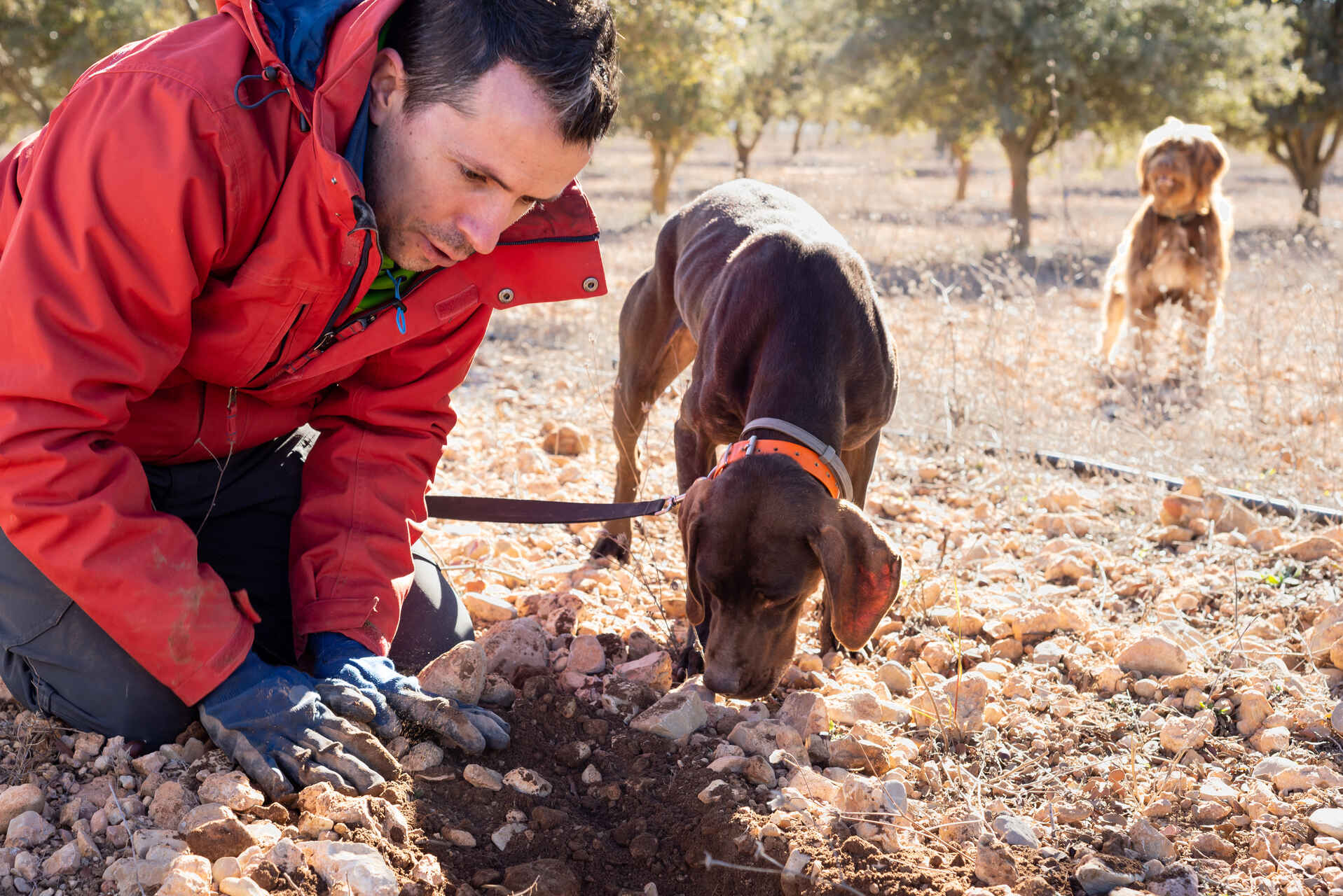 A man digging into the ground with his dogs nearby