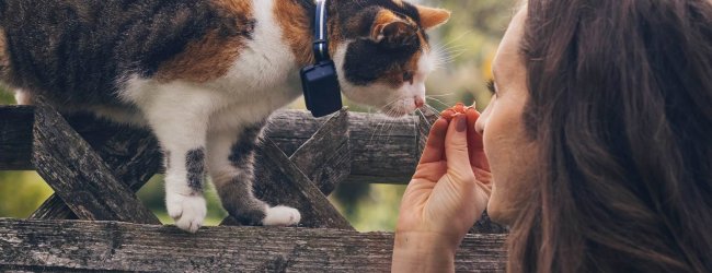 cat wearing gps cat tracker and woman outside close up