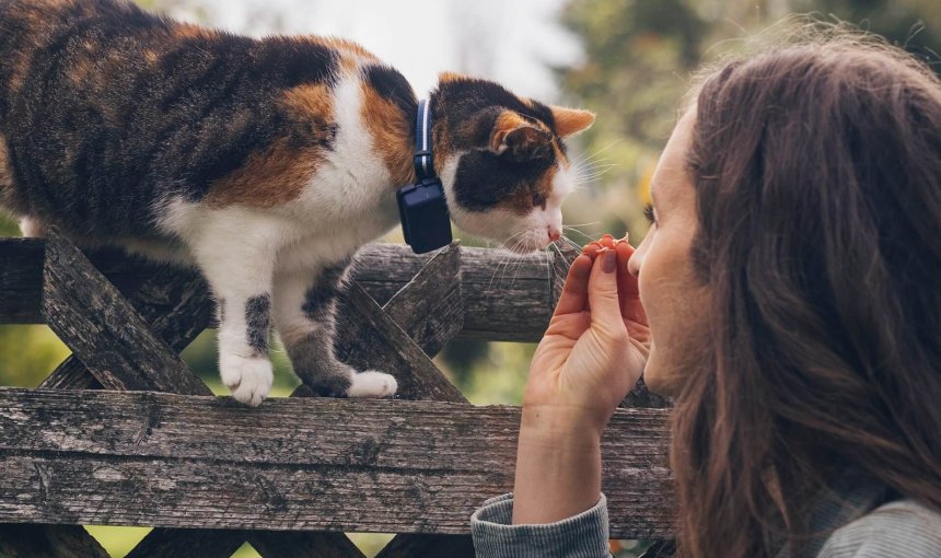 cat wearing gps cat tracker and woman outside close up