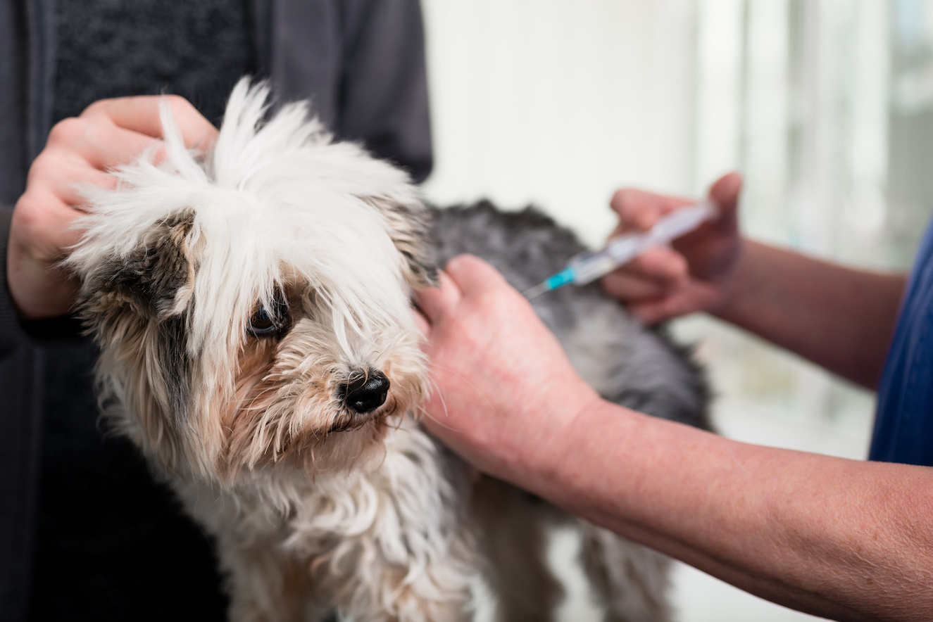 Langhaariger Hund erhält Impfung beim Tierarzt