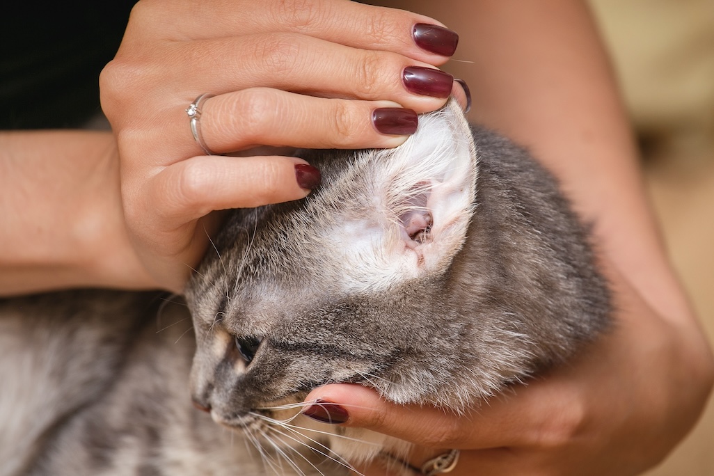 Frau inspziert das Ohr ihrer grau-getigerten Katze