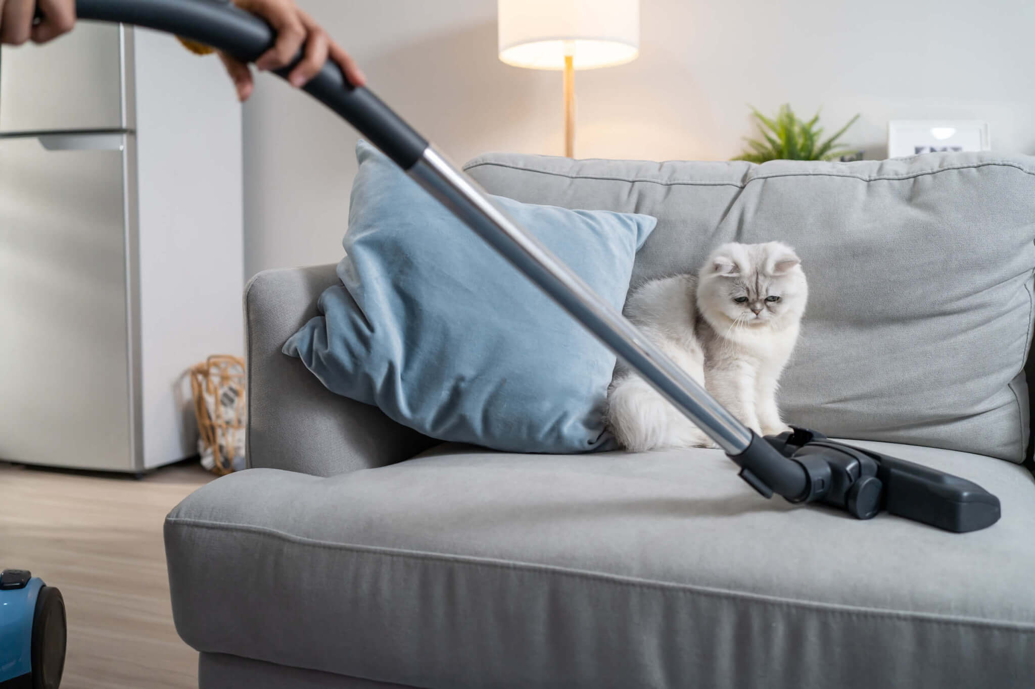 Frau saugt eine Couch ab, auf der eine weiße Katze sitzt