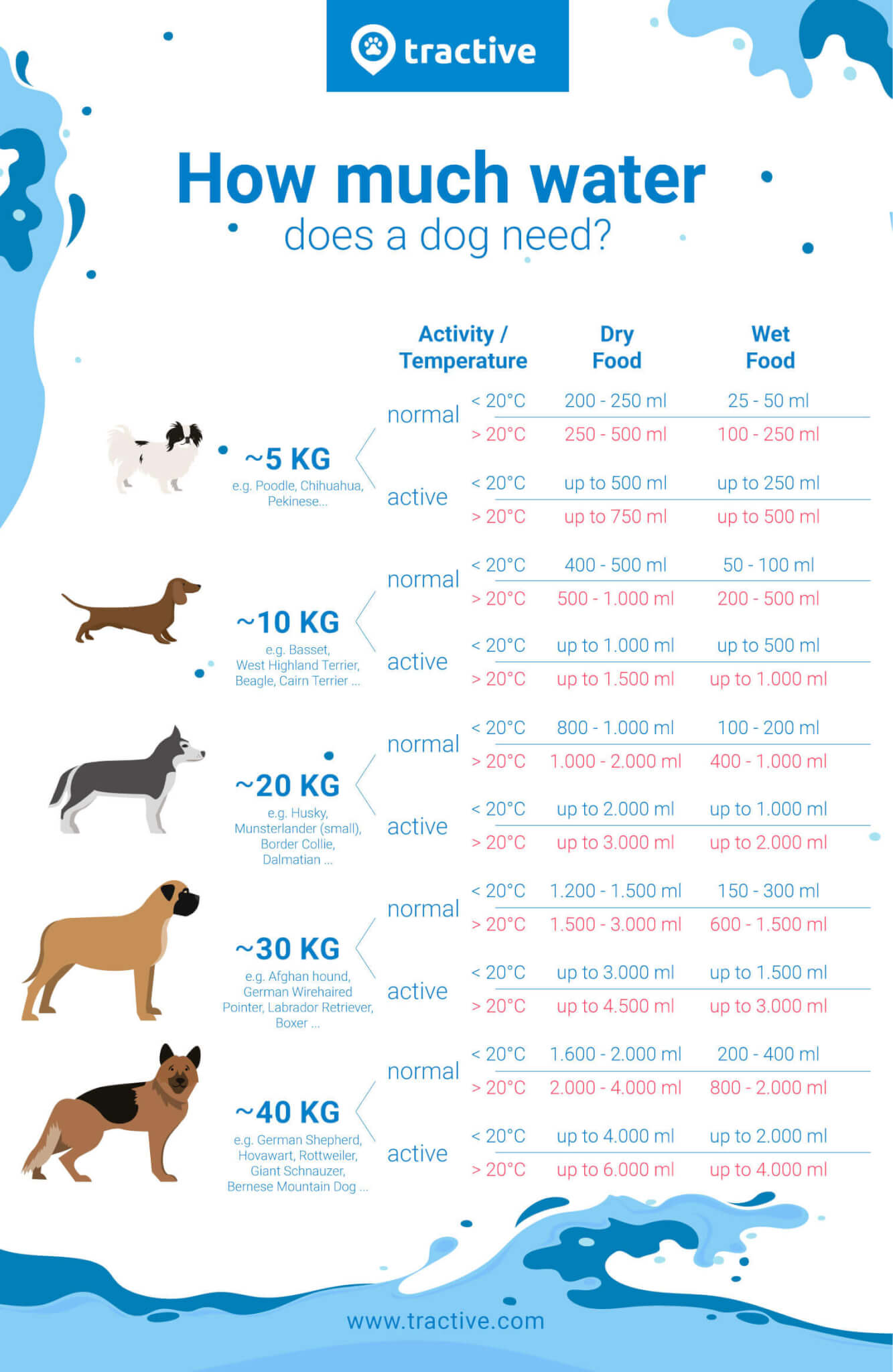 Infographic explaining how much water your dog should drink