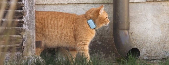 orange cat wearing GPS cat tracker standing outside next to building drain pipe