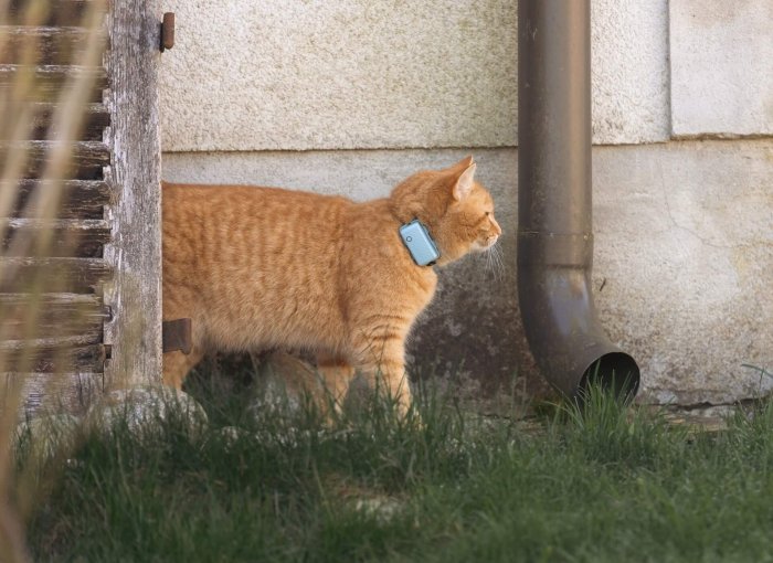 Orange katt med Tractive katt-GPS står vid ett stuprör