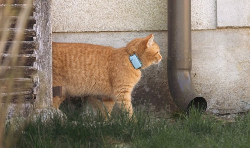 orange cat wearing GPS cat tracker standing outside next to building drain pipe