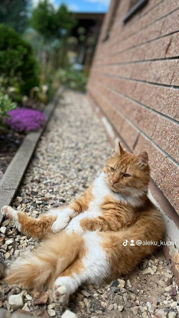 Un chat roux se détend contre une maison