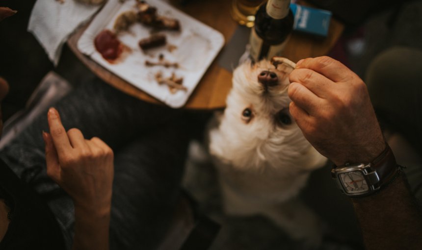 A family feeding a small dog some extra treats at dinner