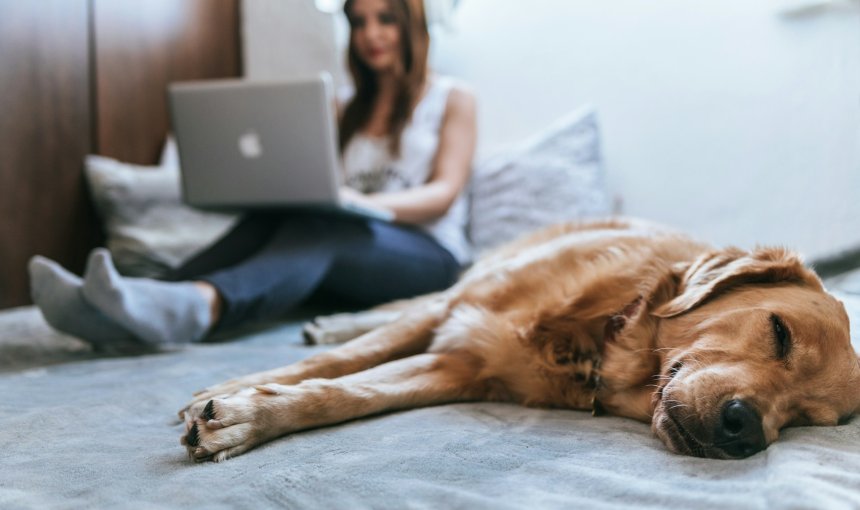 brown dog lying on a bed next to a woman working on a laptop