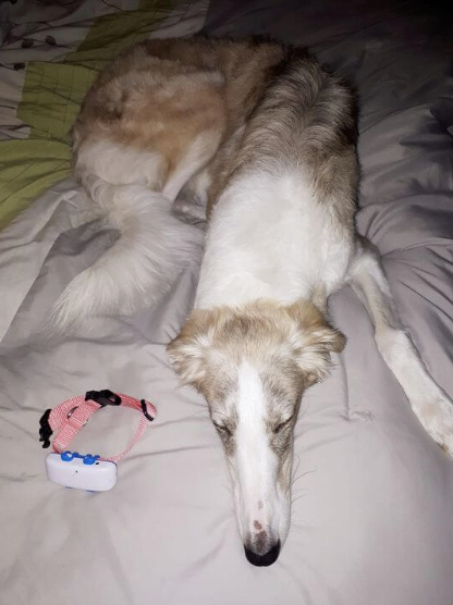 Borzoi hund vilar