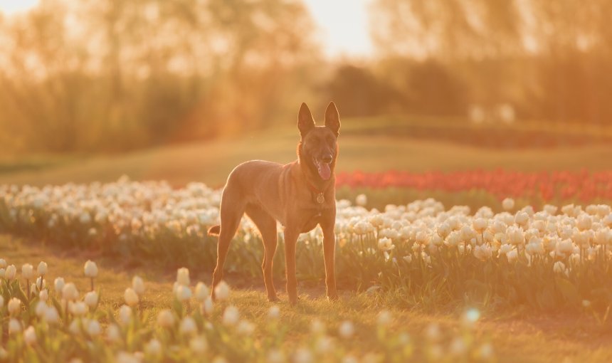 A dog standing in a field of tulips