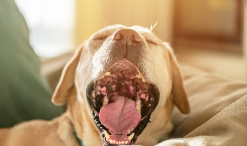 A dog sneezing while sitting on a couch