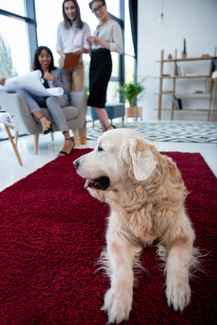 A dog sitting on a red rug indoors